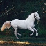 Horse dentist