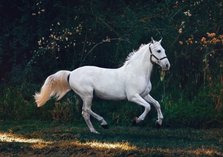 A Guide to Choosing a Vet for Your Horse